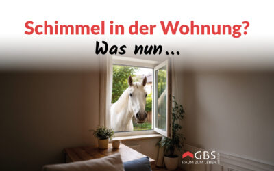 Schimmel in der Wohnung? Was nun …