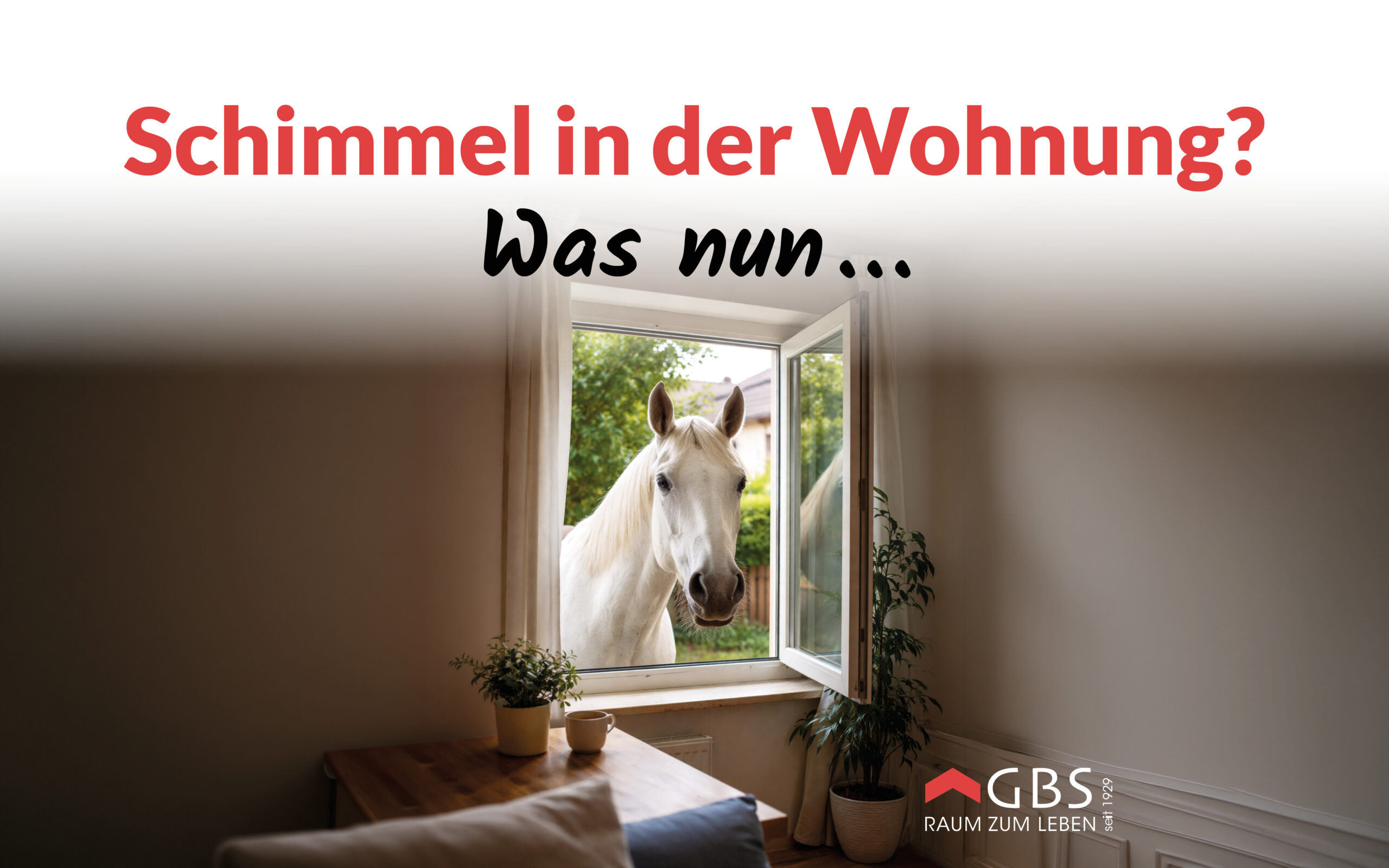 Schimmel in der Wohnung - was nun?